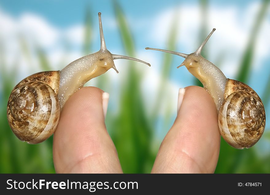 Snail on a finger-symbolizes the slow but confident career growth