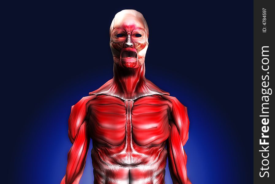 A male body that is made up of just muscles, it would make a good medical or Halloween image. A male body that is made up of just muscles, it would make a good medical or Halloween image.