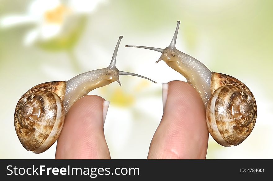 Snail on a finger-symbolizes the slow but confident career growth