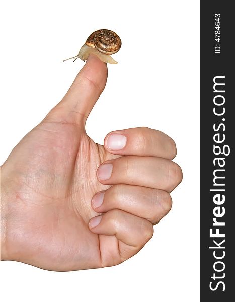 Snail On A Finger