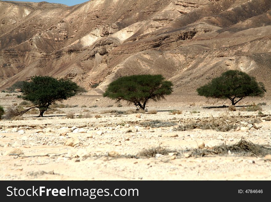 Three acacias in standing in the dryness. Three acacias in standing in the dryness.