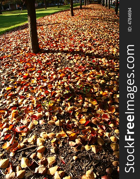 A field of fallen leaves in a autumn. A field of fallen leaves in a autumn