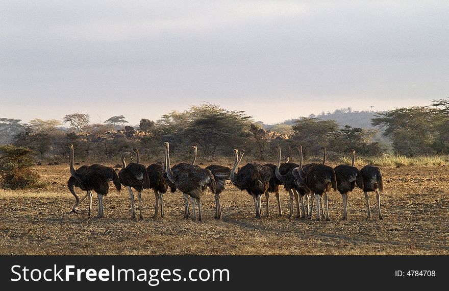 Flock of ostriches at dusk in kenya