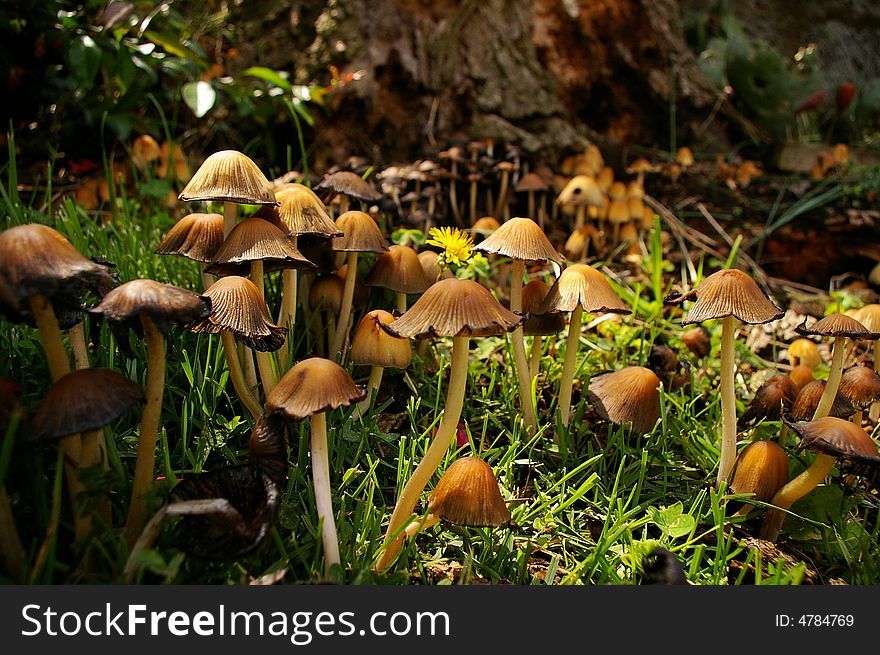 Dozens of mushrooms growing a the base of a tree in the Springtime. Dozens of mushrooms growing a the base of a tree in the Springtime