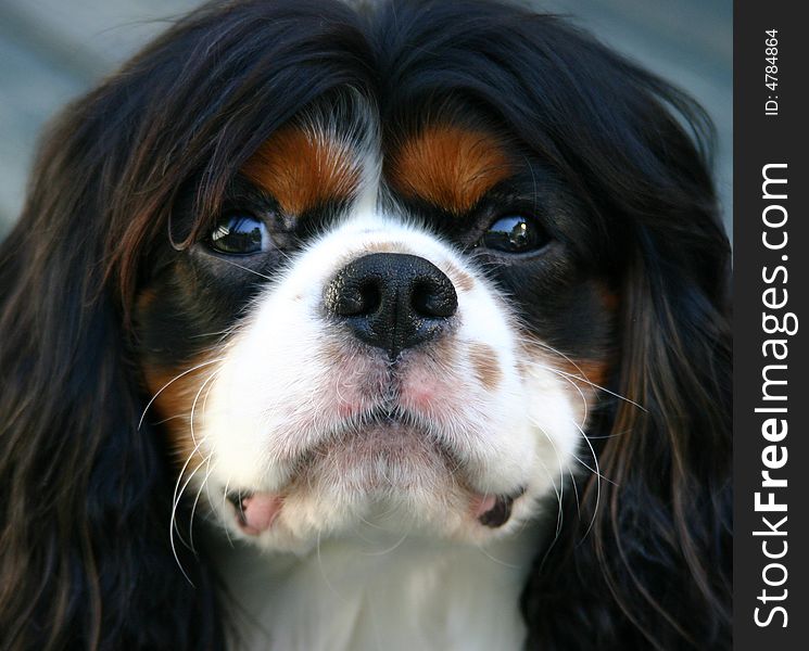 Cavalier King Charles Spaniel frowning