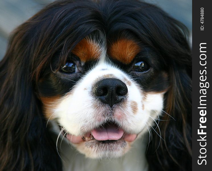 Cavalier King Charles Spaniel with a Smiley Face