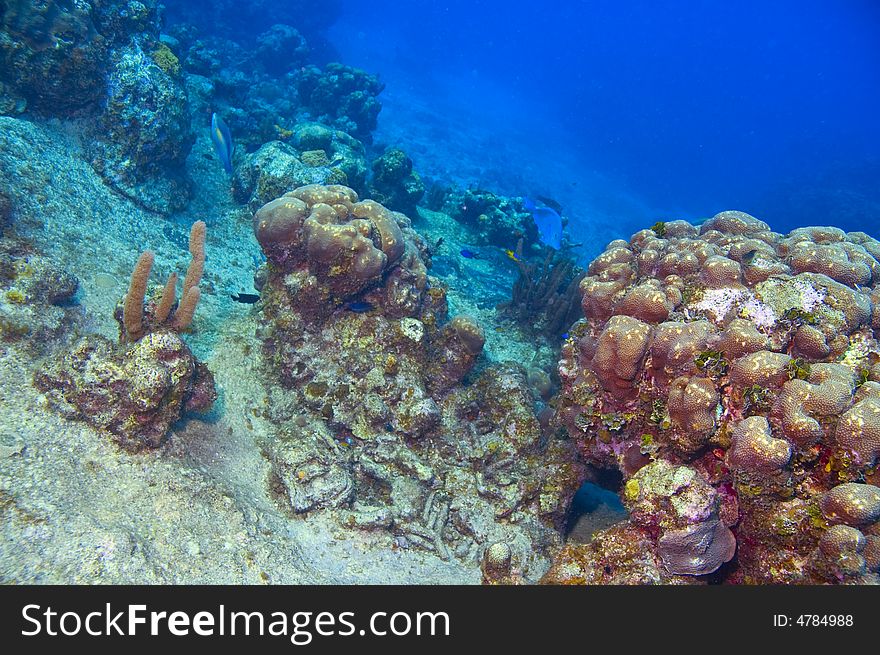 Colorful coral reef with parrotfish in blue caribbean water near roatan honduras. Colorful coral reef with parrotfish in blue caribbean water near roatan honduras