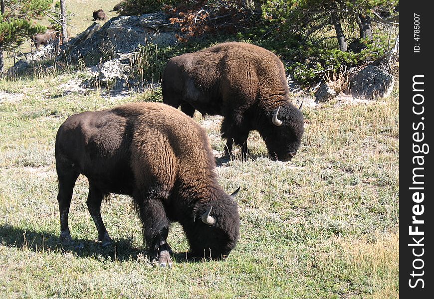 Buffalo at Yellowstone National Park. Buffalo at Yellowstone National Park