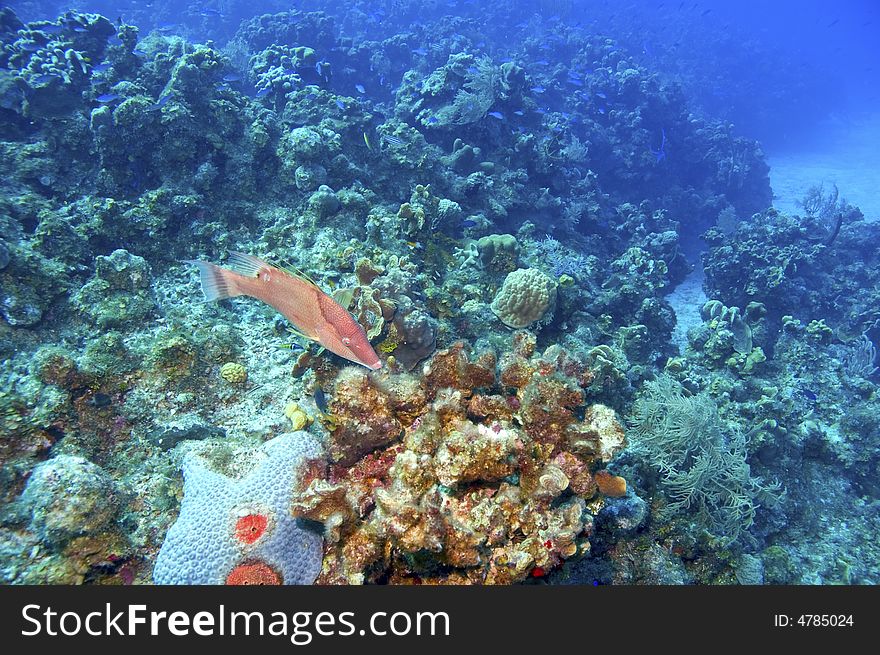 Coral reef with hogfish in blue caribbean sea water near roatan honduras. Coral reef with hogfish in blue caribbean sea water near roatan honduras