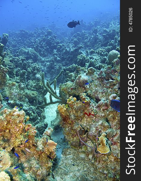 Varieties of hard and soft corals and sponges with blue tang fish in blue caribbean sea water near roatan honduras. Varieties of hard and soft corals and sponges with blue tang fish in blue caribbean sea water near roatan honduras