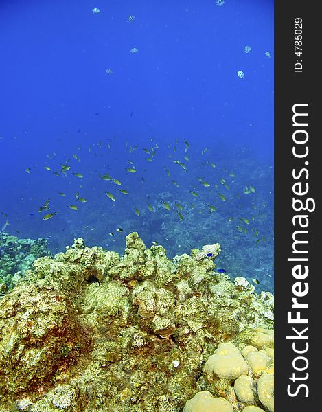 School of chromis damselfish above colorful coral reef in caribbean sea near roatan honduras. School of chromis damselfish above colorful coral reef in caribbean sea near roatan honduras