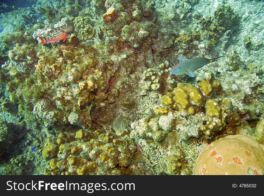 Two parrotfish above colorful coral reef in caribbean sea near roatan honduras. Two parrotfish above colorful coral reef in caribbean sea near roatan honduras