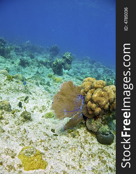 Gorgonian fan and coral reef in caribbean sea near roatan honduras