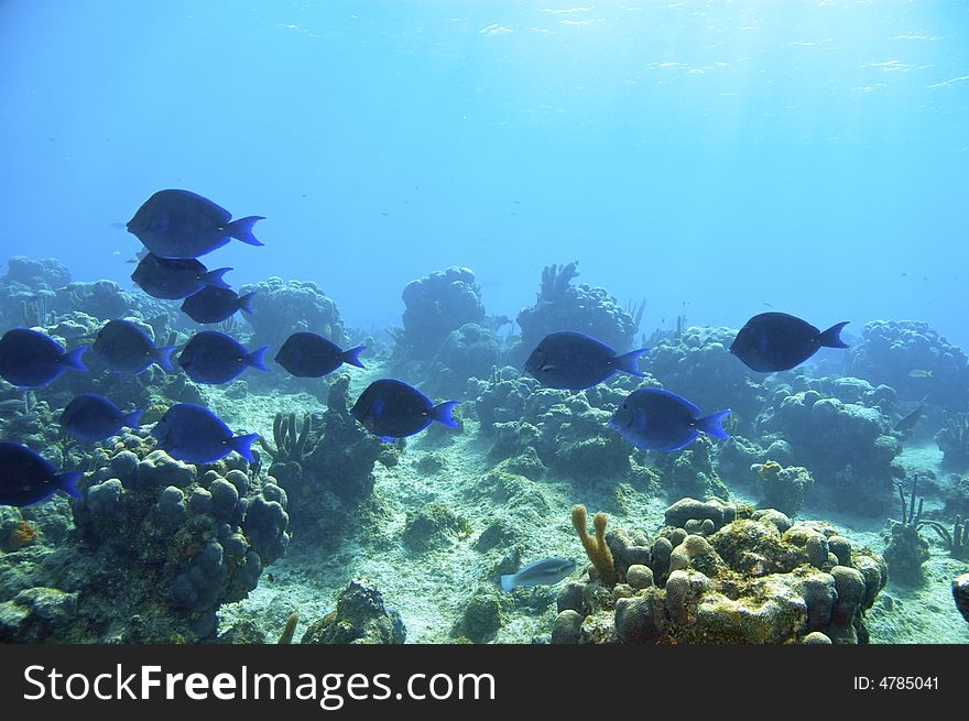 School of blue tang surgeonfish in blue water