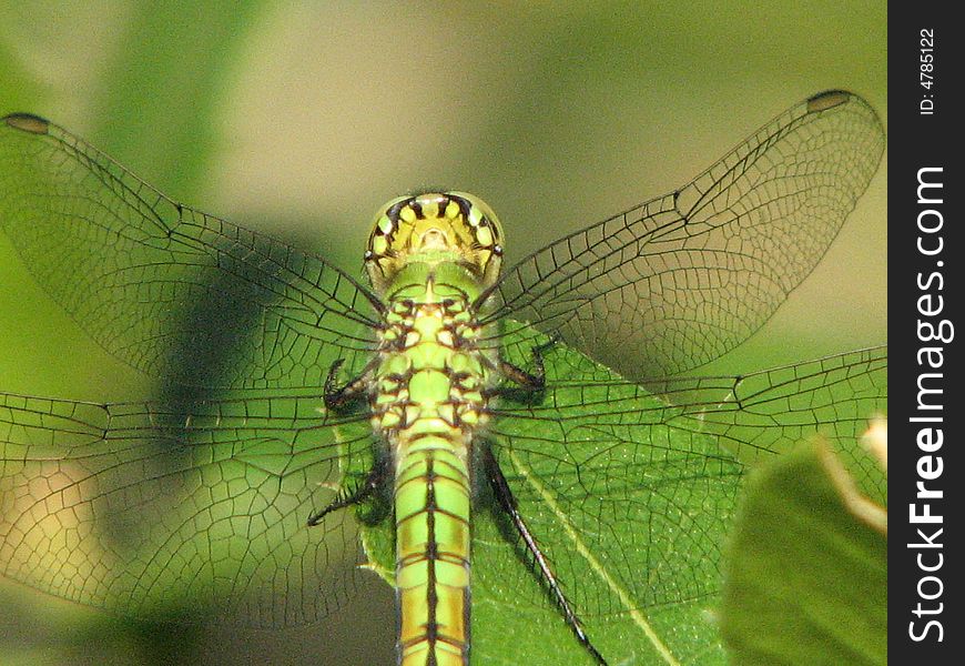 DragonFly UpClose