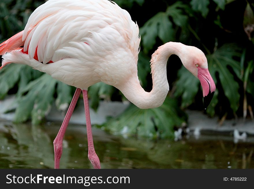 A cute flamingo in sun light