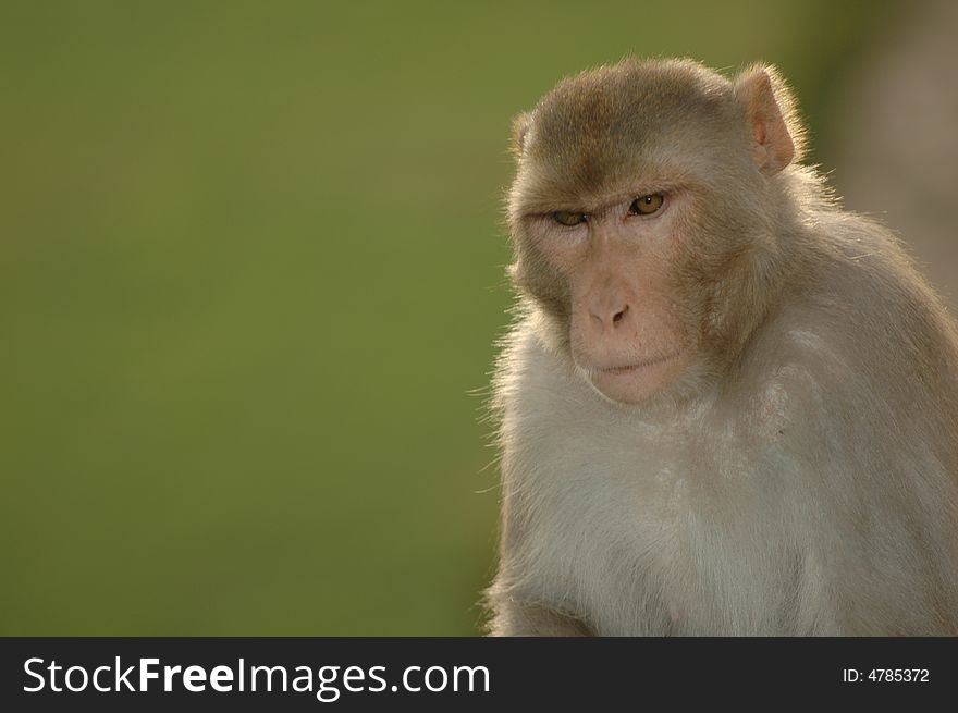 Stern faced monkey staring at camera, Agra, India