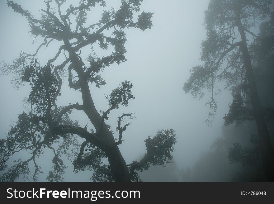 Gnarled tree with ferns in the mist, Northern India. Gnarled tree with ferns in the mist, Northern India