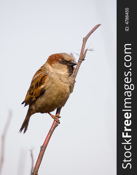 Sparrow in a classical position on a branch