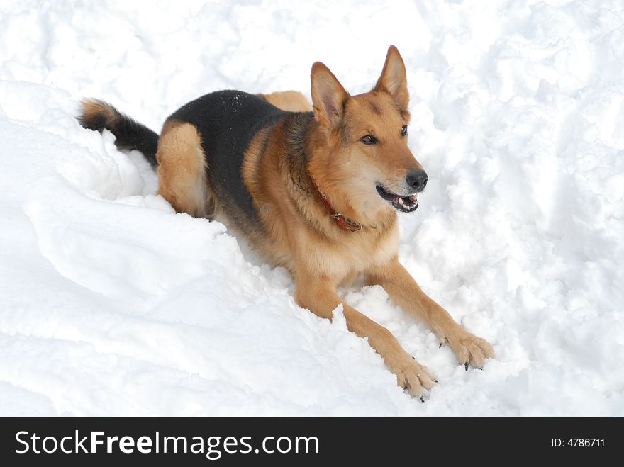 The German shepherd laying in snow