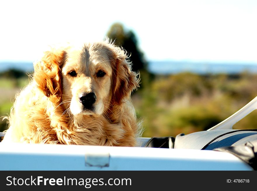 Golden retriever off the back of a pickup truck