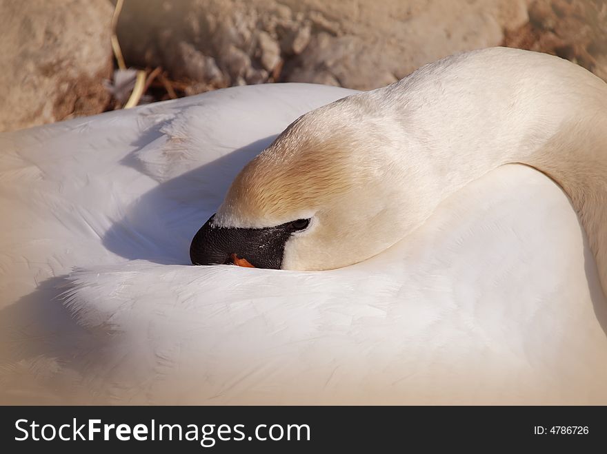 Beautiful white swan near lake
