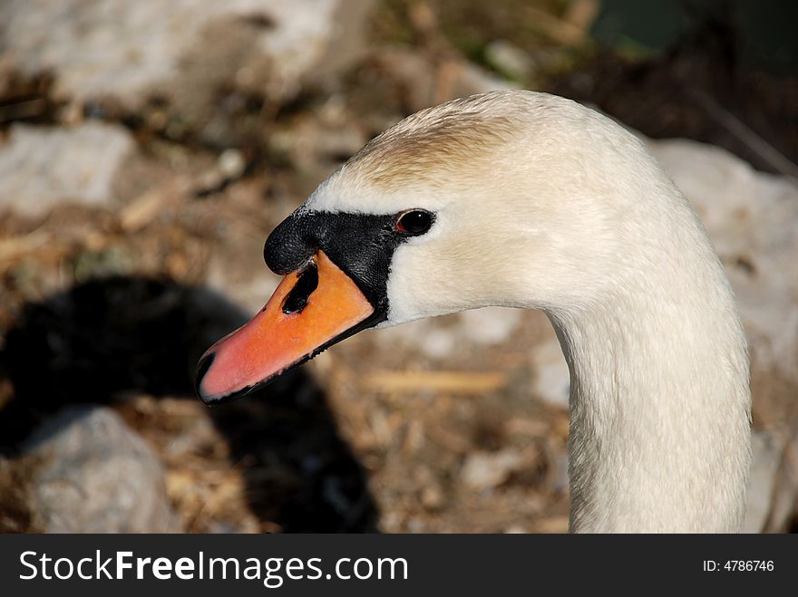 Beautiful white swan near lake