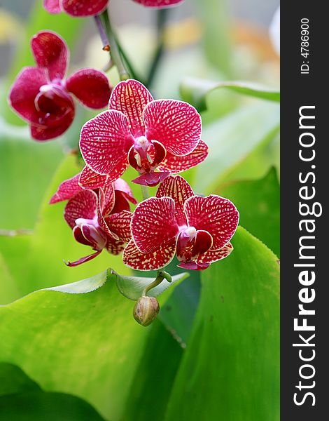 Clourful orchid close up in sun light