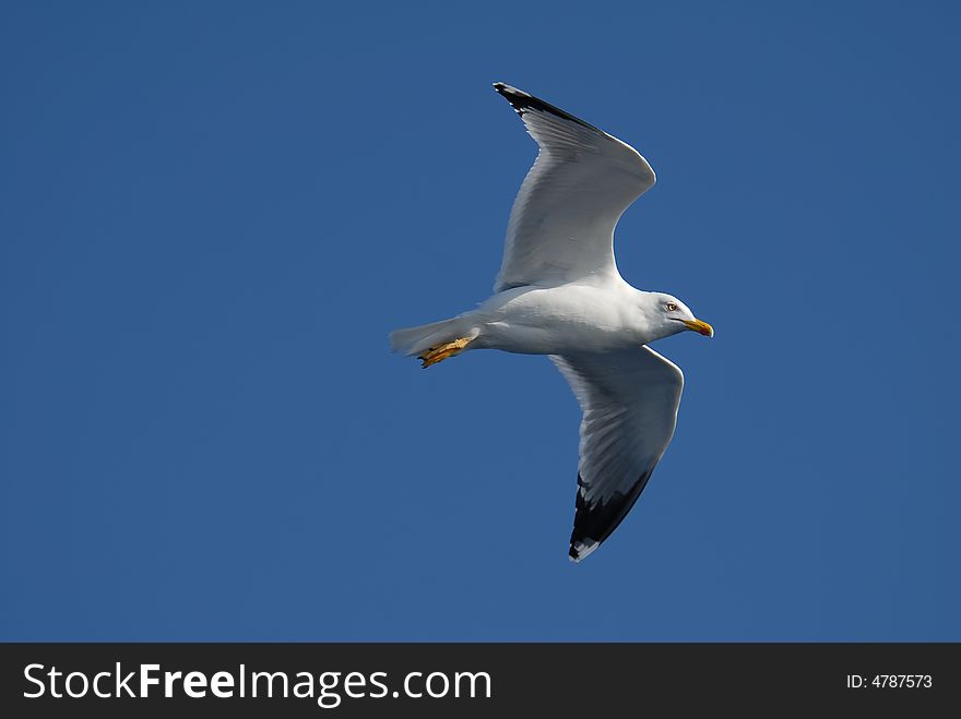 Close-up of seagull flying over clear blue sky