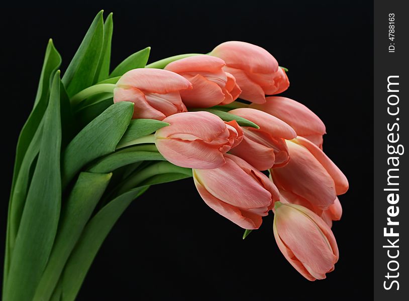 Pink Tulips