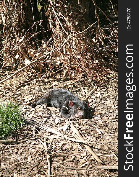 Tasmanian Devil, Tasmania, Australia