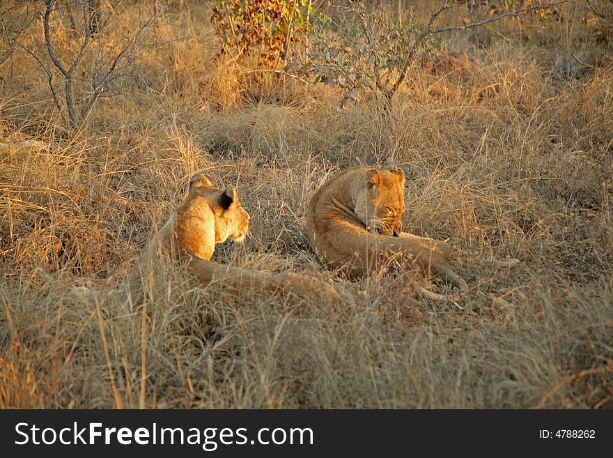 Lions on Safari, Sabie Sands Game Reserve, South Africa