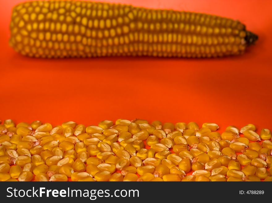 Corn seeds with corn clip in background