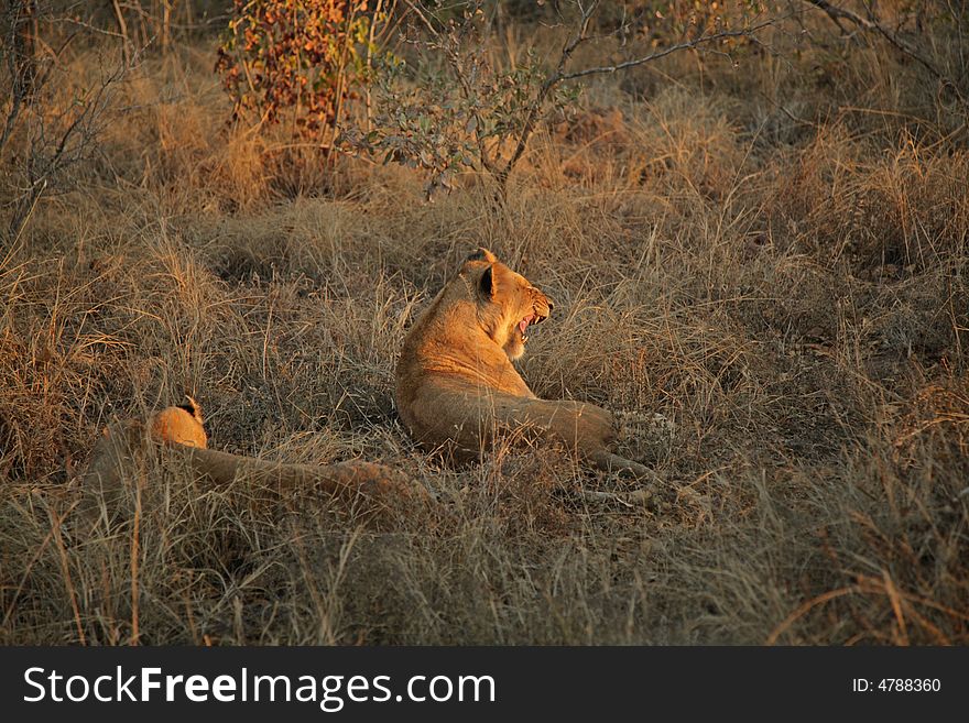 Lions on Safari, Sabie Sands Game Reserve, South Africa