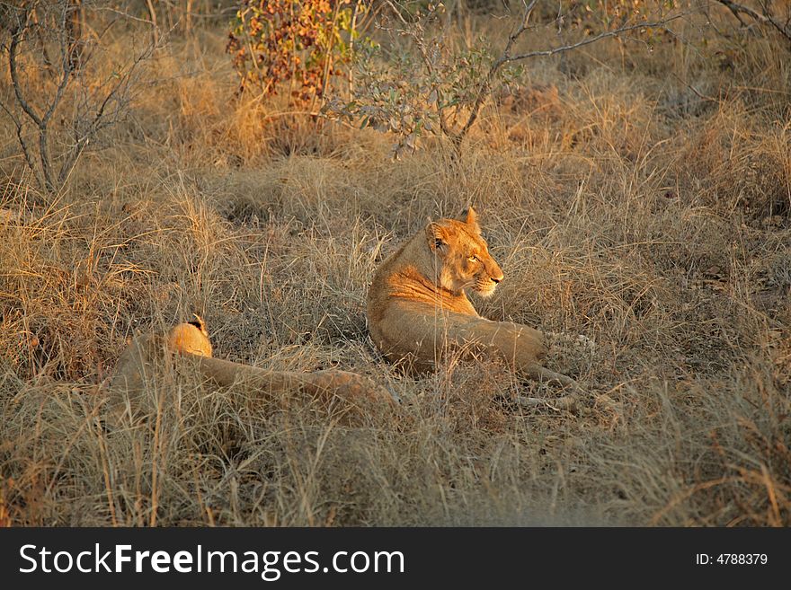 Lions On Safari, Sabie Sands