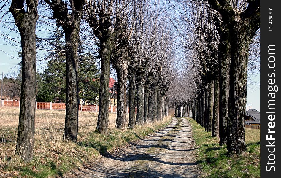 Line of trees about a way in spring sunny weather
