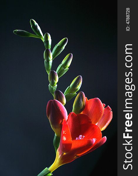 Red Freesia in the photographic Studio. Red Freesia in the photographic Studio