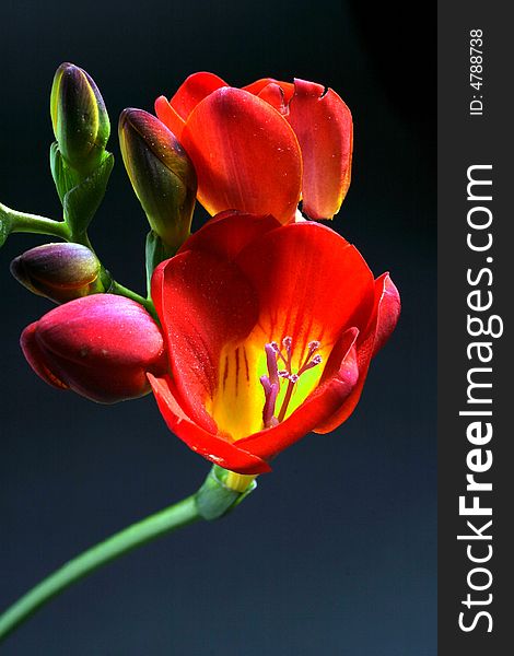 Red Freesia in the photographic Studio. Red Freesia in the photographic Studio