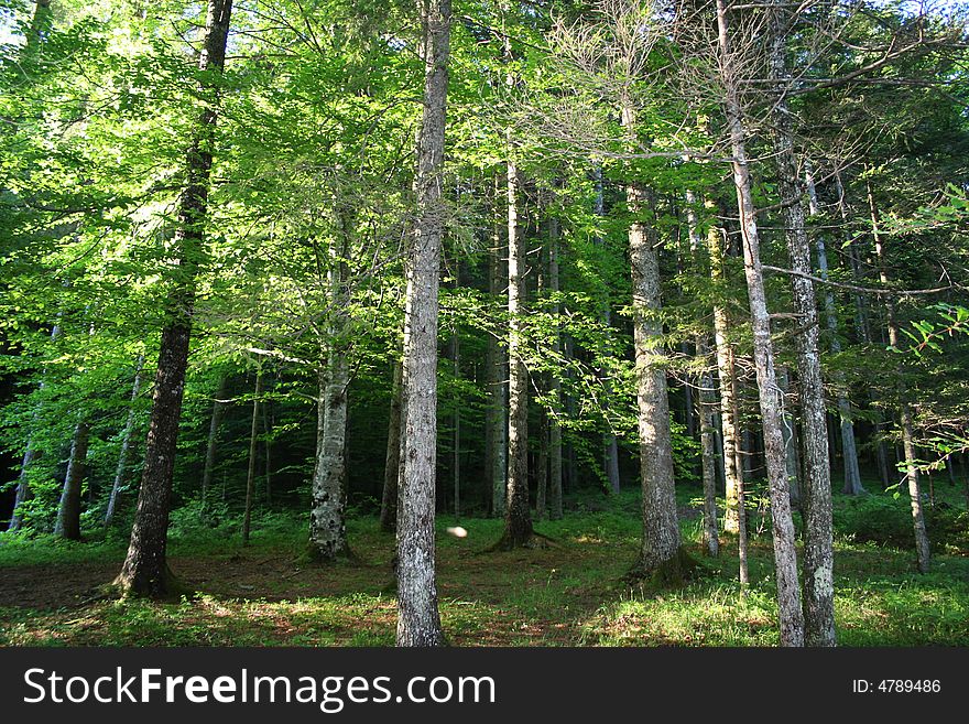 Beech forest 
Slovenia beautiful nature