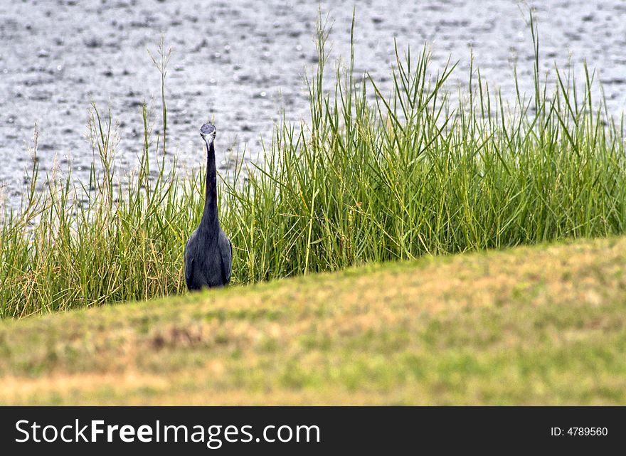 Front view of a Great Blue Heron in the grass