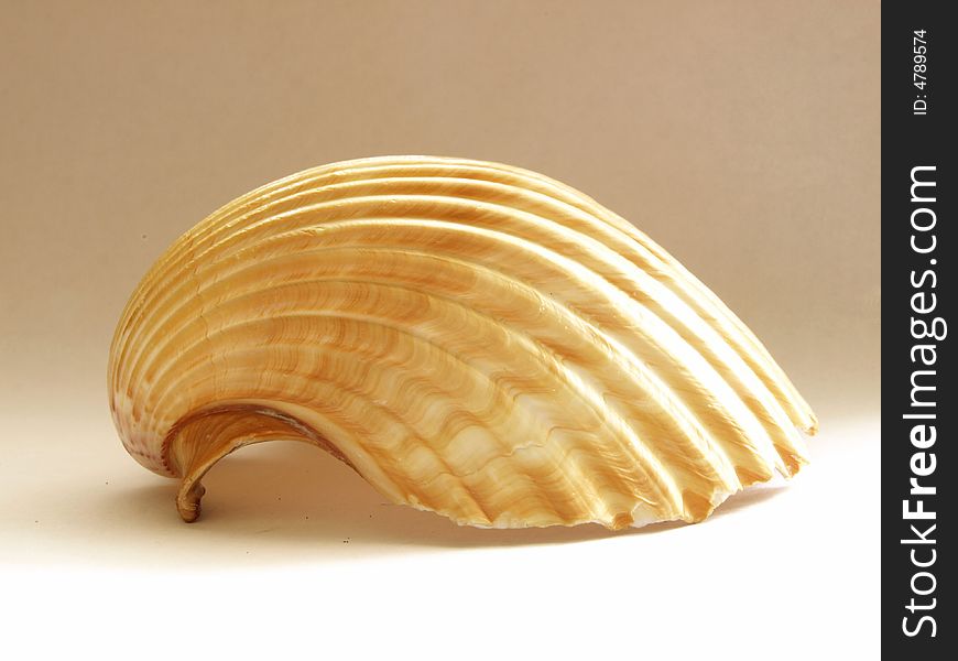 Photo of sea shell on a white background