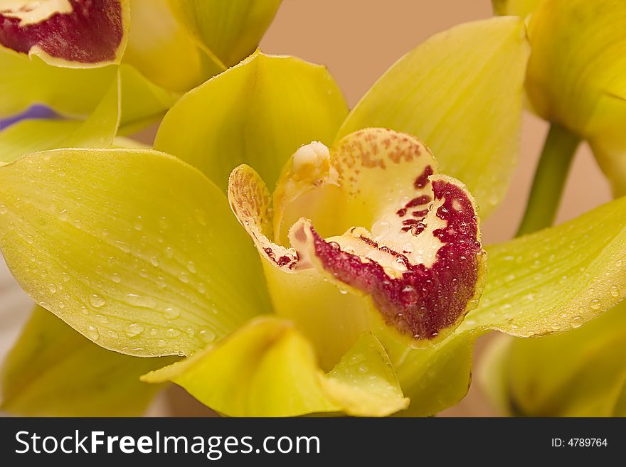 Yellow orchid flower with drops. Yellow orchid flower with drops