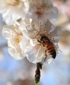 Bee And Blossom Stock Photo Bee And Blossom Stock Photo