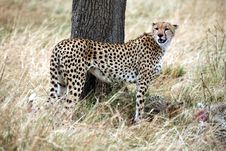 Cheetah Standing In The Grass Royalty Free Stock Photography Cheetah Standing In The Grass Royalty Free Stock Photography