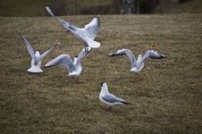 Seaguls Stock Image