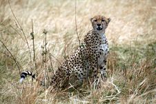 Cheetah Sitting In The Grass Royalty Free Stock Image Cheetah Sitting In The Grass Royalty Free Stock Image