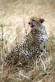 Cheetah Sitting In The Grass Royalty Free Stock Photo Cheetah Sitting In The Grass Royalty Free Stock Photo