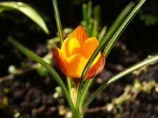 Golden Crocus Flower Stock Image Golden Crocus Flower Stock Image