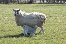 Sheep And Lamb Feeding Royalty Free Stock Image