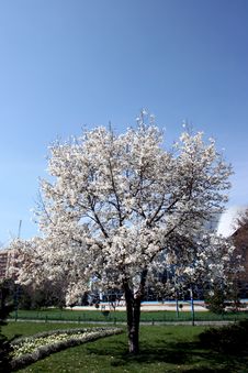 Tree Being In Blossom Stock Photos Tree Being In Blossom Stock Photos